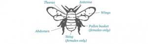 Bee_diagram_RS_550_168
